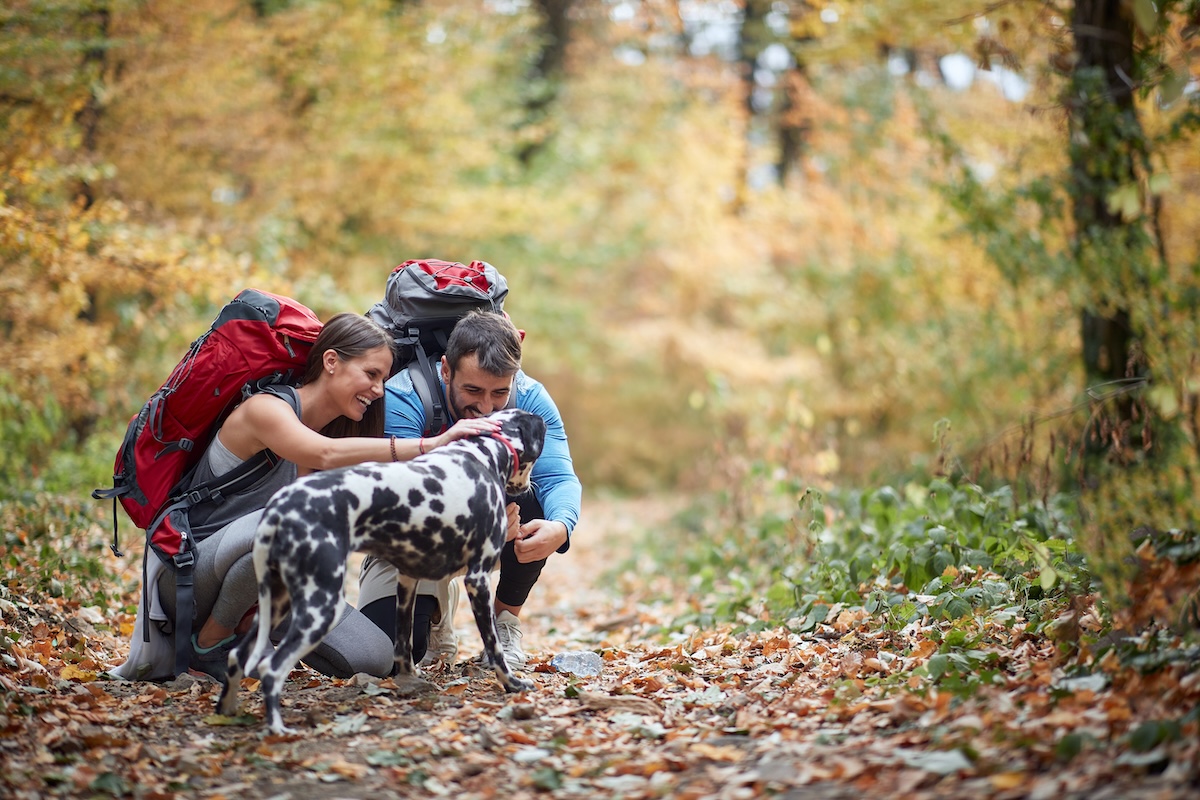 Couple hiking with their dog on a wooded trail, representing lifestyle planning and the coordination of investments, tax strategies, risk management, and long-term financial goals through comprehensive financial planning with iWealth.